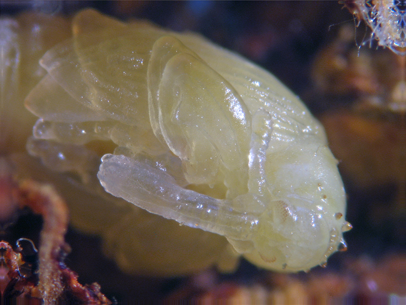 Anthonomus pomorum: ciclo vitale